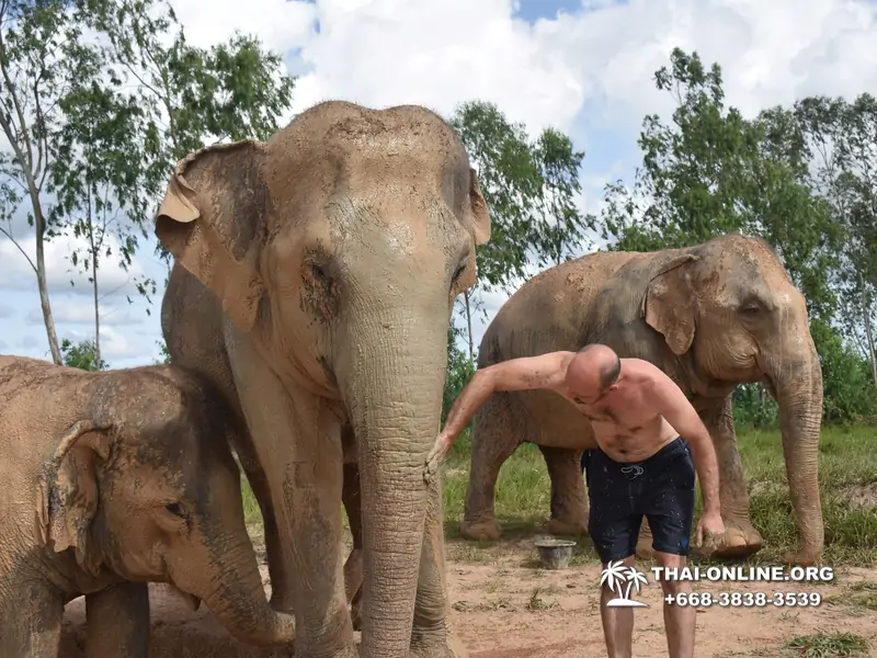 Заповедник слонов Elephant Jungle Sanctuary Pattaya - фото 191