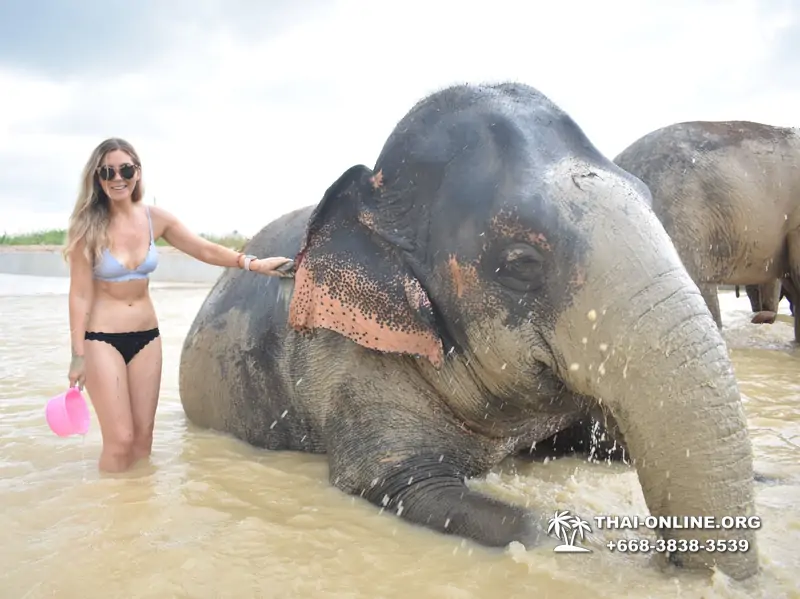 Заповедник слонов Elephant Jungle Sanctuary Pattaya - фото 983
