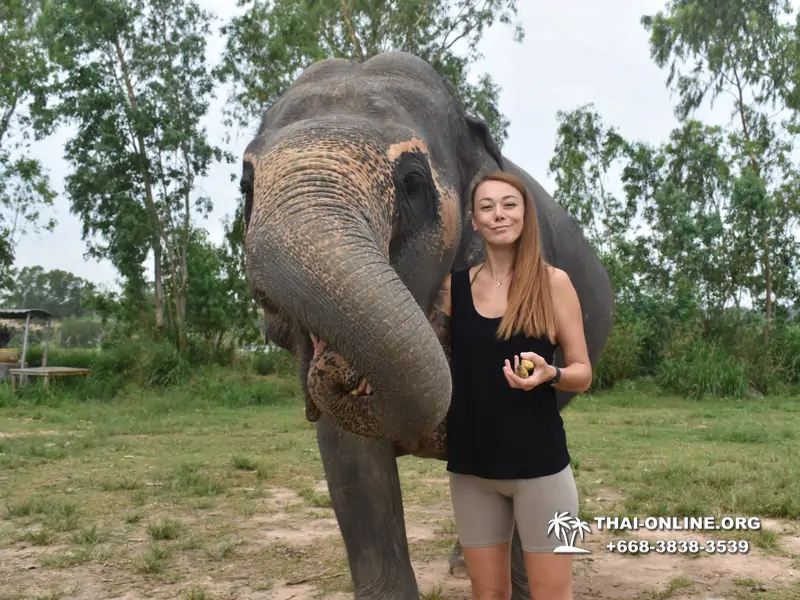 Заповедник слонов Elephant Jungle Sanctuary Pattaya - фото 254