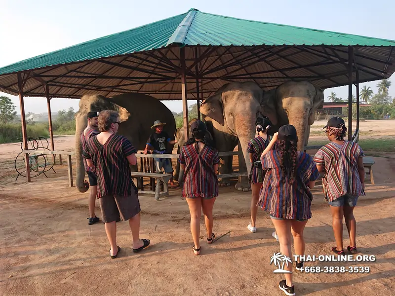 Заповедник слонов Elephant Jungle Sanctuary тур в Паттайе по цене выгоднее Klook Travel и Seven Countries - фото 21