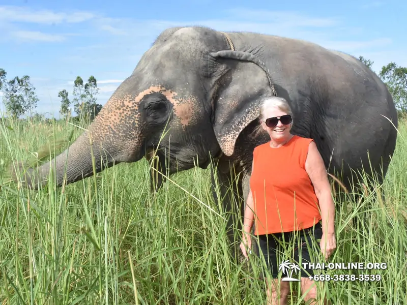 Заповедник слонов Elephant Jungle Sanctuary тур в Паттайе по цене выгоднее Klook Travel и Seven Countries - фото 7