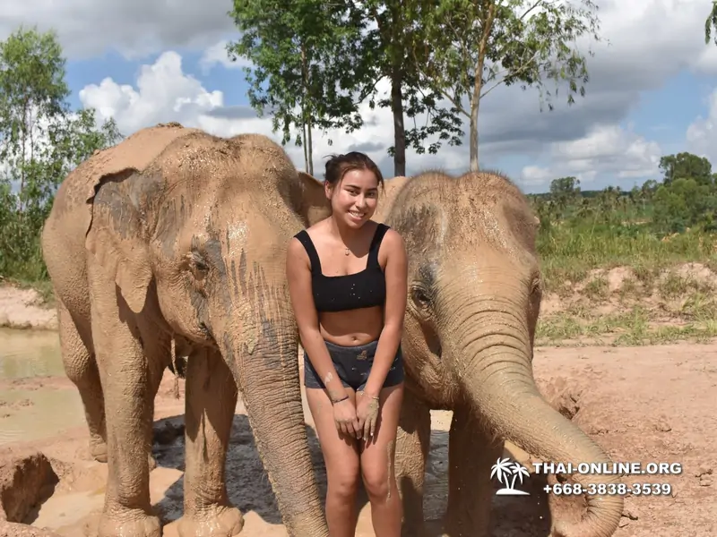 Заповедник слонов Elephant Jungle Sanctuary Pattaya - фото 244