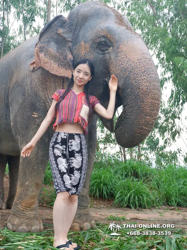 Заповедник слонов Elephant Jungle Sanctuary Pattaya - фото 15