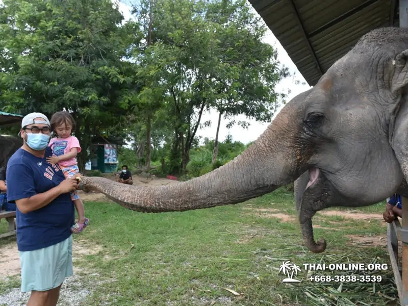 Заповедник слонов Elephant Jungle Sanctuary Pattaya - фото 144