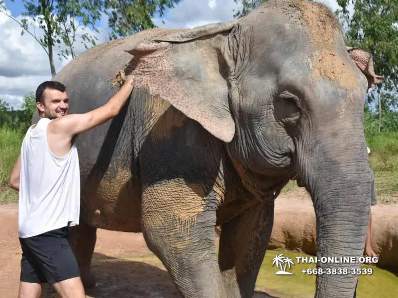 Заповедник слонов Elephant Jungle Sanctuary Pattaya - фото 258