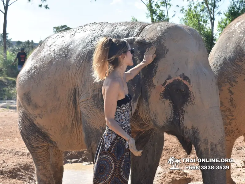 Заповедник слонов Elephant Jungle Sanctuary Pattaya - фото 350