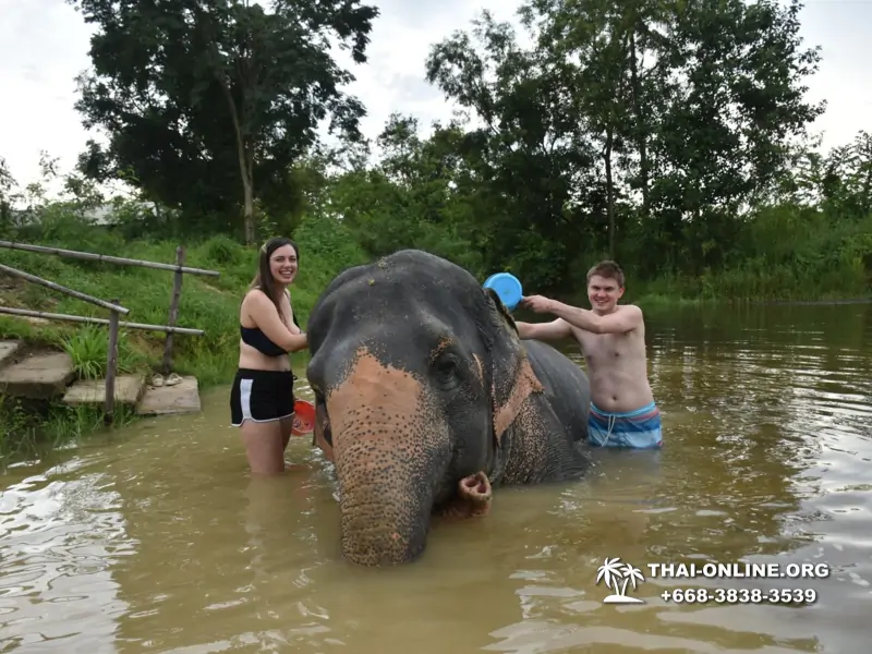 Заповедник слонов Elephant Jungle Sanctuary Pattaya - фото 347