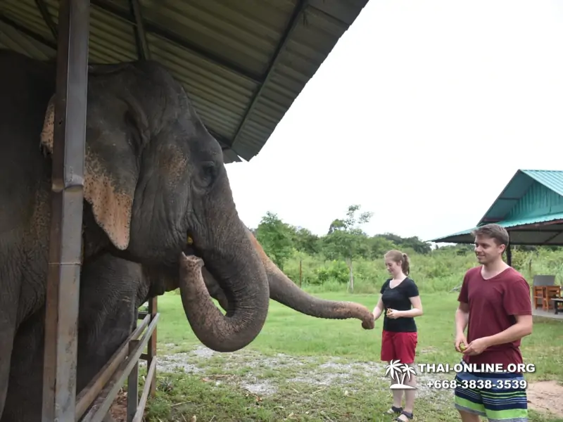 Заповедник слонов Elephant Jungle Sanctuary Pattaya - фото 1058