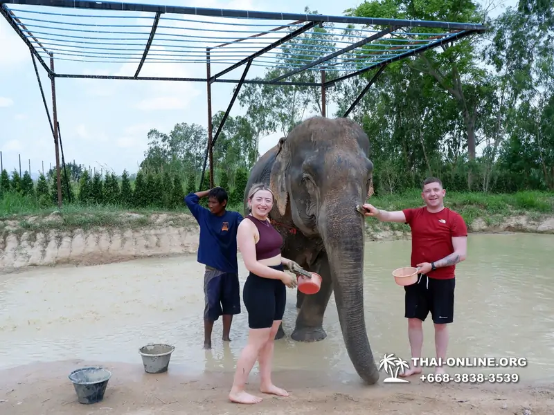 Заповедник слонов Elephant Jungle Sanctuary Pattaya - фото 206