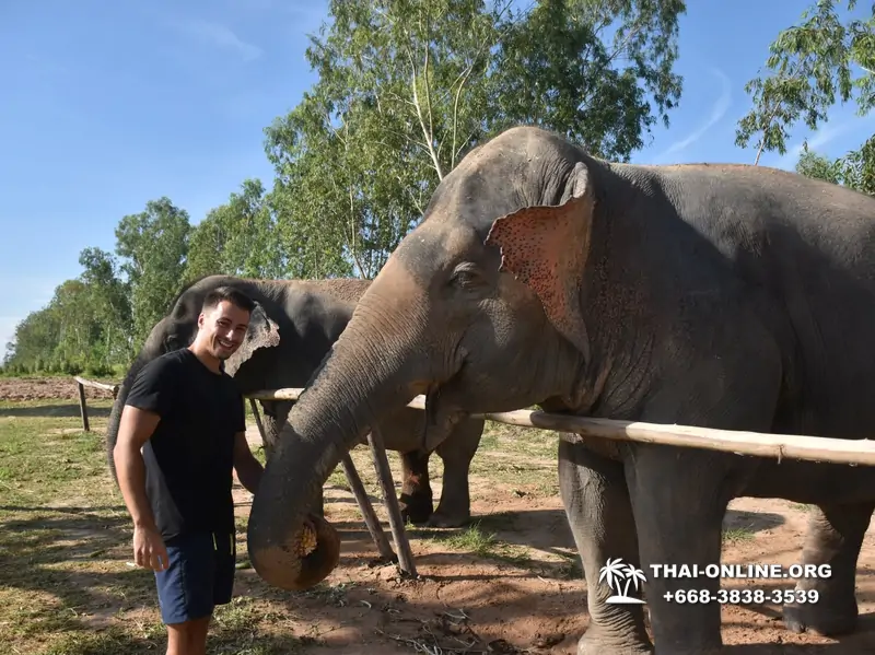 Заповедник слонов Elephant Jungle Sanctuary Pattaya - фото 305