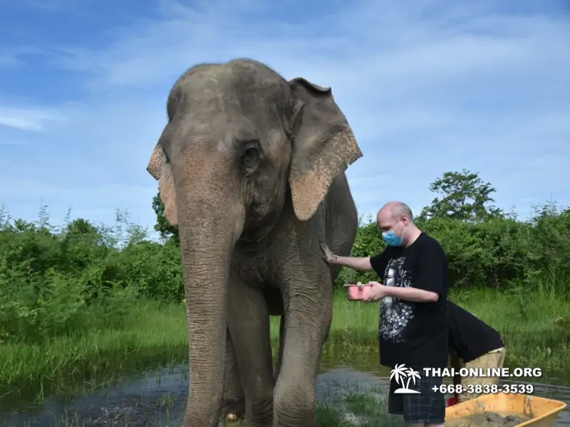 Заповедник слонов Elephant Jungle Sanctuary Pattaya - фото 1013
