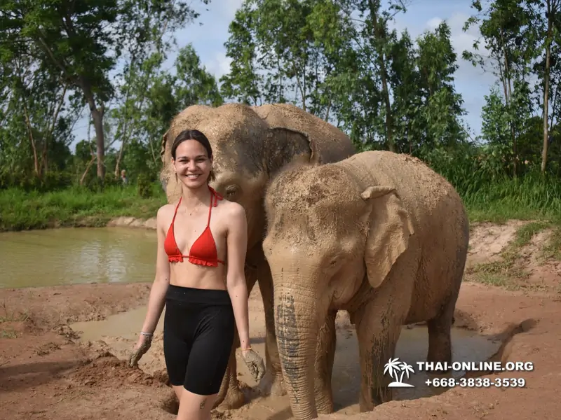Заповедник слонов Elephant Jungle Sanctuary Pattaya - фото 268
