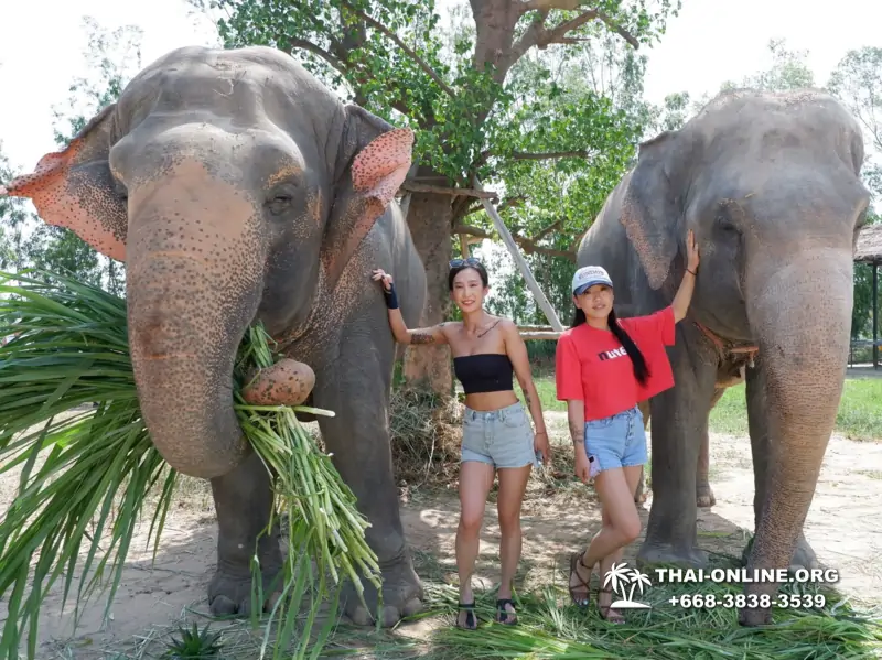Заповедник слонов Elephant Jungle Sanctuary тур в Паттайе по цене выгоднее Klook Travel и Seven Countries - фото 26