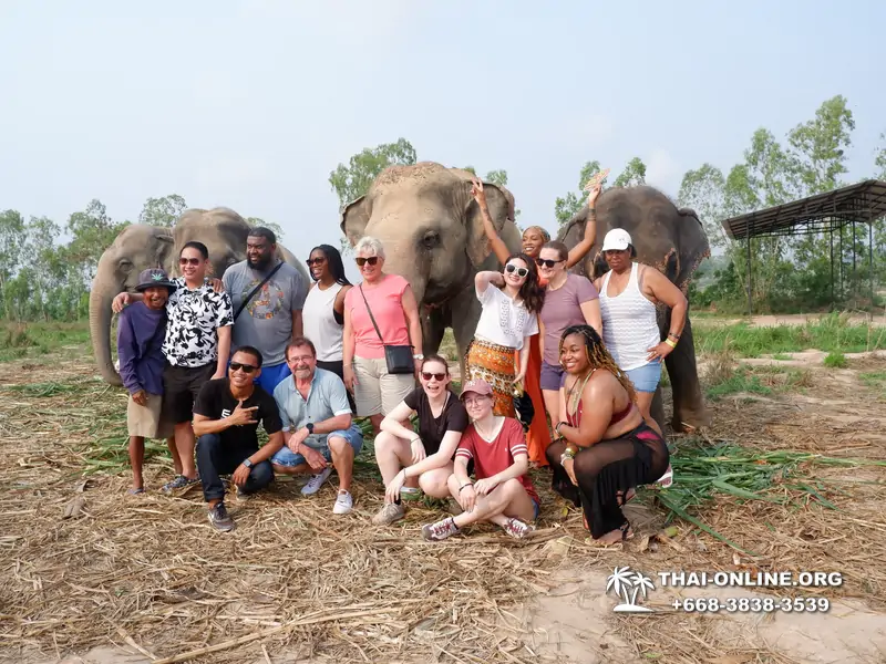 Заповедник слонов Elephant Jungle Sanctuary Pattaya - фото 127