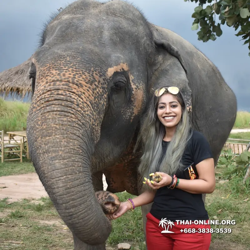 Заповедник слонов Elephant Jungle Sanctuary Pattaya - фото 215