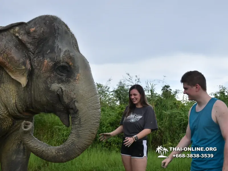 Заповедник слонов Elephant Jungle Sanctuary Pattaya - фото 1052