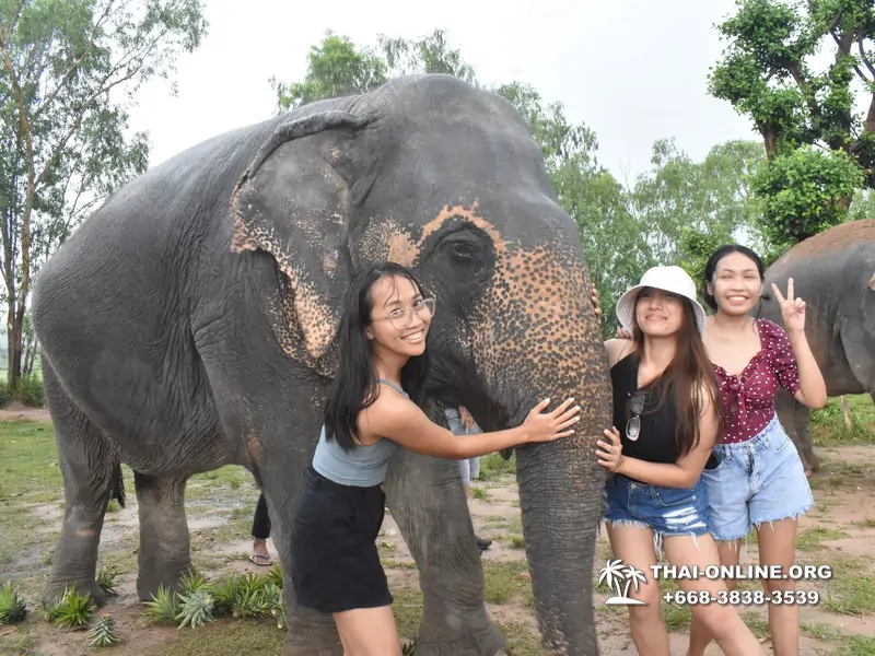 Заповедник слонов Elephant Jungle Sanctuary Pattaya - фото 168