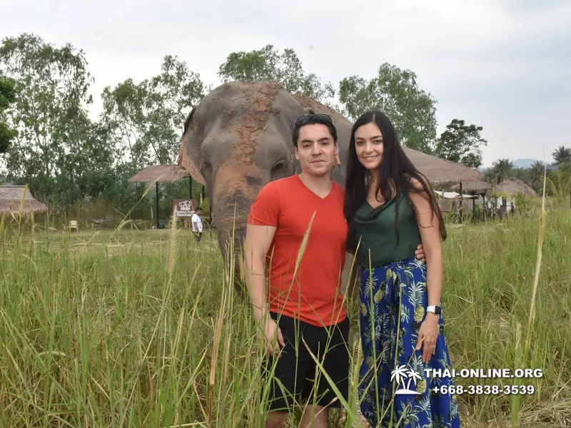 Заповедник слонов Elephant Jungle Sanctuary Pattaya - фото 229