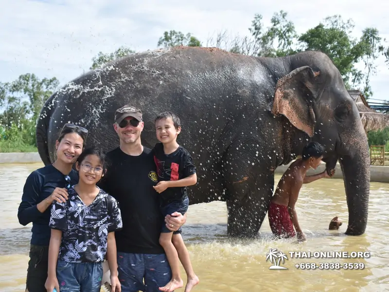 Заповедник слонов Elephant Jungle Sanctuary Pattaya - фото 402