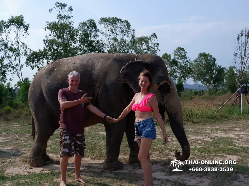 Заповедник слонов Elephant Jungle Sanctuary Pattaya - фото 292