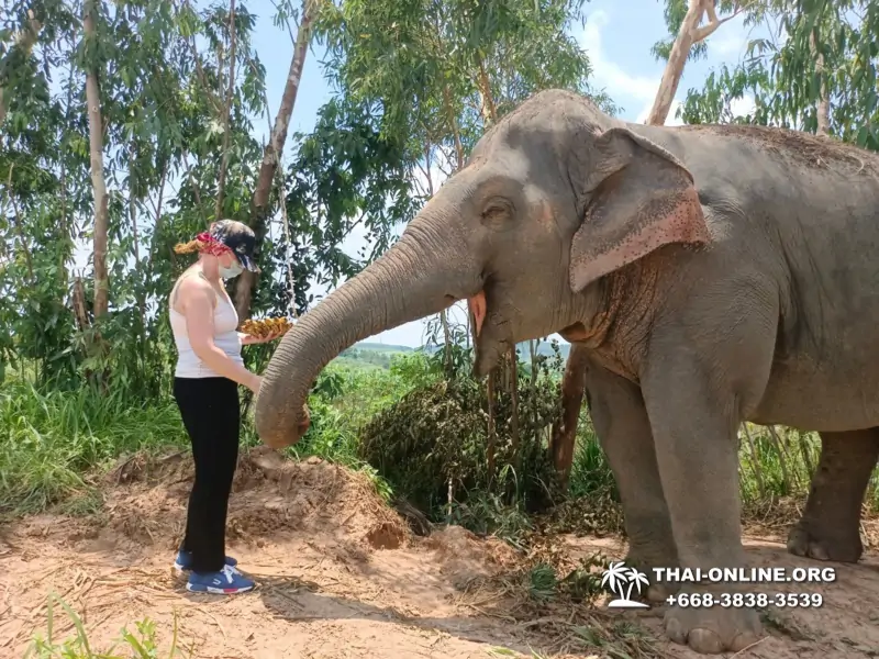 Заповедник слонов Elephant Jungle Sanctuary Pattaya - фото 42