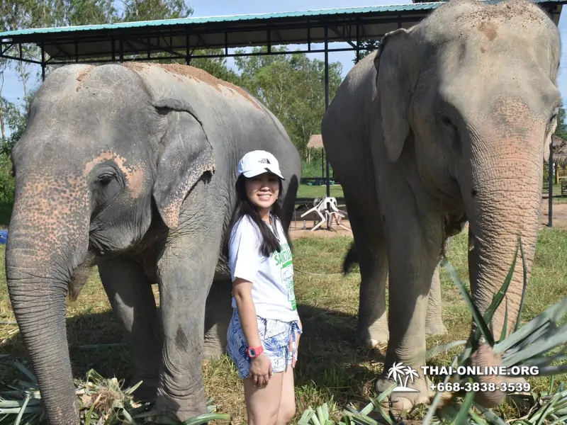 Заповедник слонов Elephant Jungle Sanctuary Pattaya - фото 196