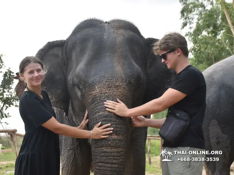 Заповедник слонов Elephant Jungle Sanctuary Pattaya - фото 1062