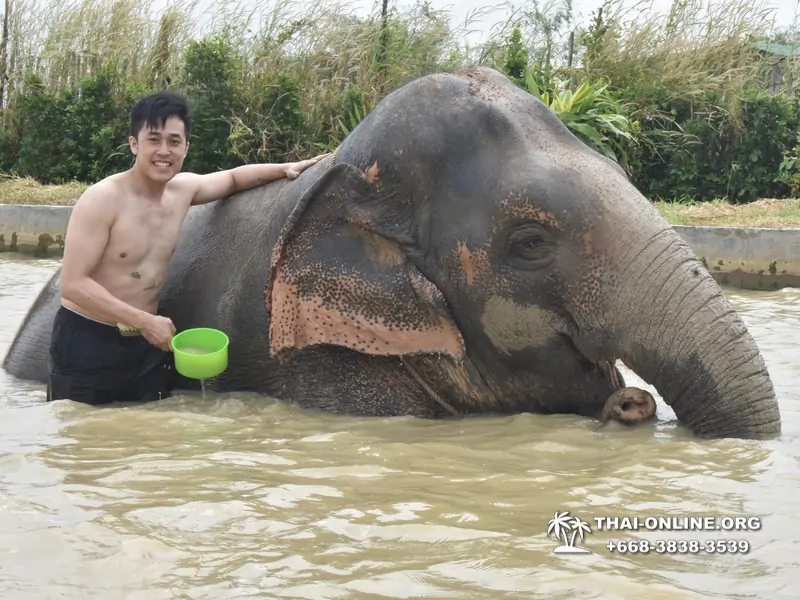 Заповедник слонов Elephant Jungle Sanctuary Pattaya - фото 300