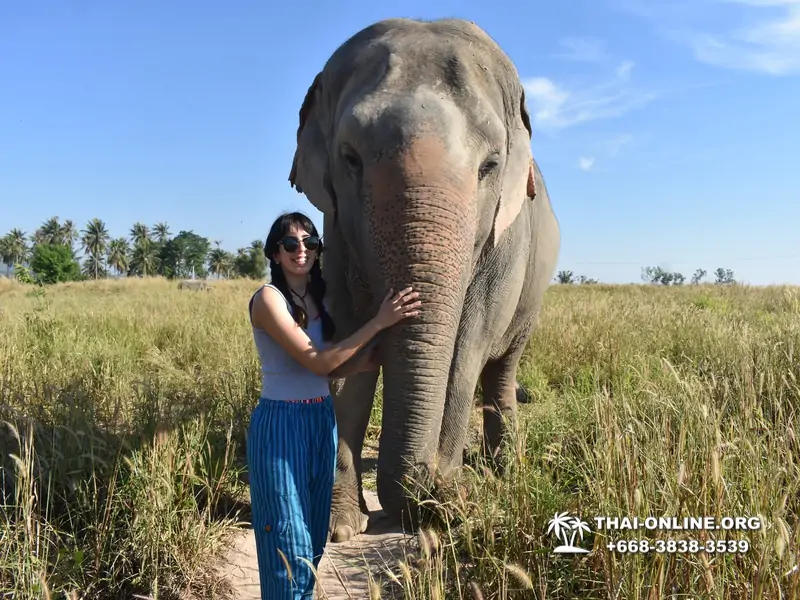 Заповедник слонов Elephant Jungle Sanctuary тур в Паттайе по цене выгоднее Klook Travel и Seven Countries - фото 14
