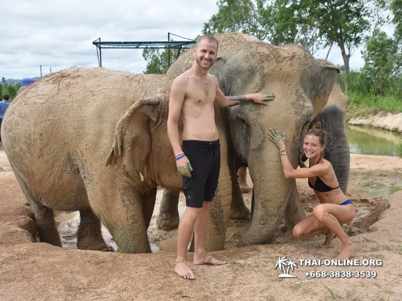Заповедник слонов Elephant Jungle Sanctuary Pattaya - фото 228