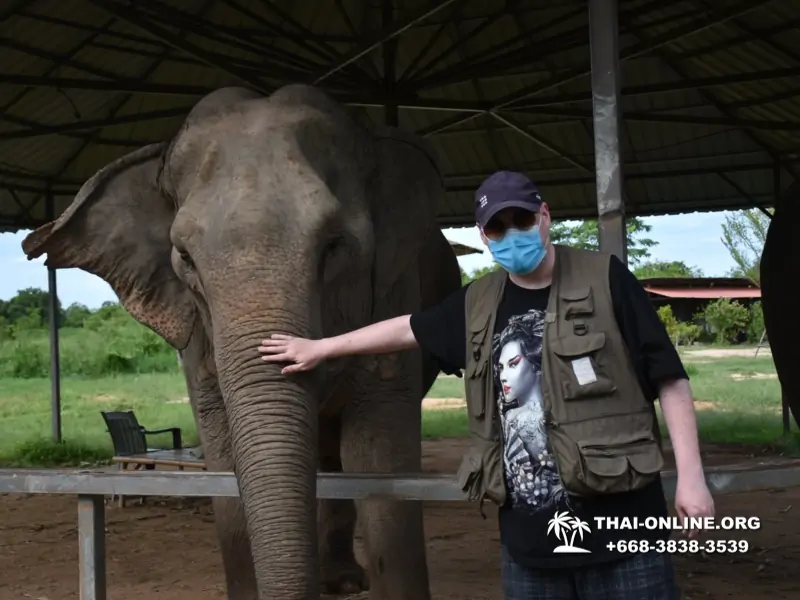 Заповедник слонов Elephant Jungle Sanctuary Pattaya - фото 1060