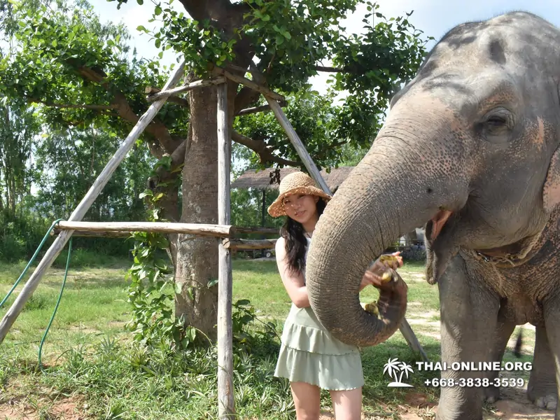 Заповедник слонов Elephant Jungle Sanctuary тур в Паттайе по цене выгоднее Klook Travel и Seven Countries - фото 17