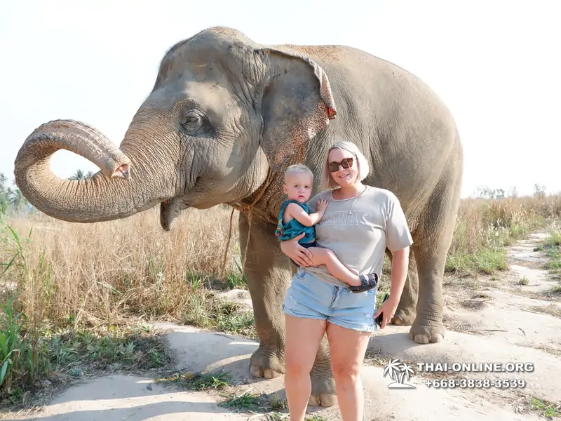 Заповедник слонов Elephant Jungle Sanctuary Pattaya - фото 359