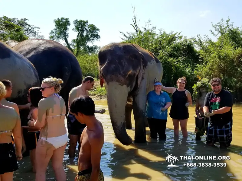 Заповедник слонов Elephant Jungle Sanctuary Pattaya - фото 388