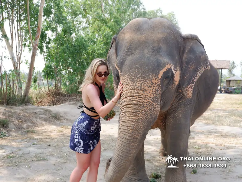 Заповедник слонов Elephant Jungle Sanctuary тур в Паттайе по цене выгоднее Klook Travel и Seven Countries - фото 3