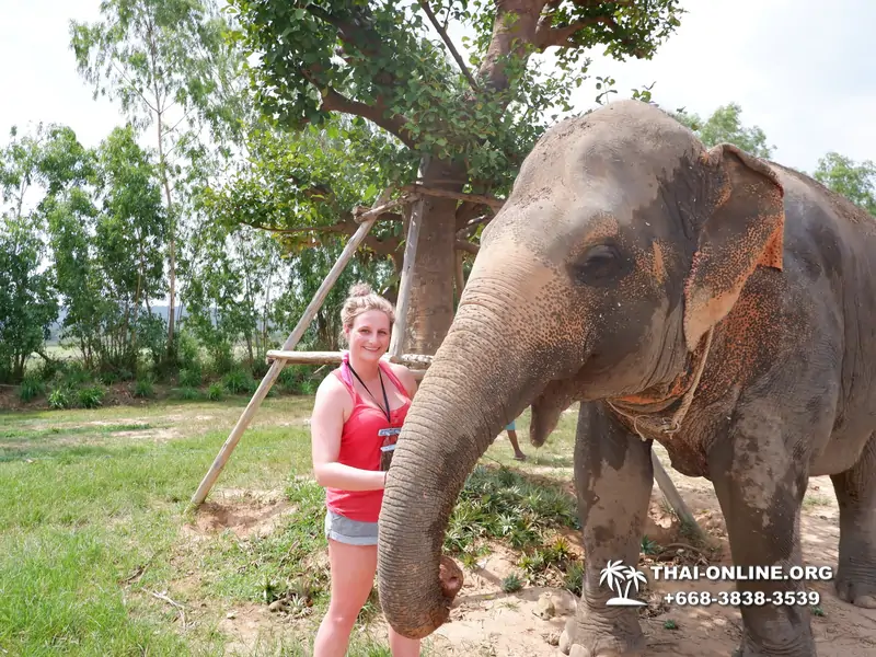 Заповедник слонов Elephant Jungle Sanctuary Pattaya - фото 23
