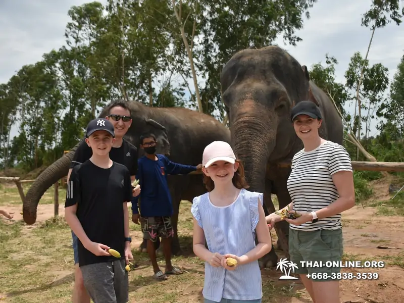 Заповедник слонов Elephant Jungle Sanctuary Pattaya - фото 284
