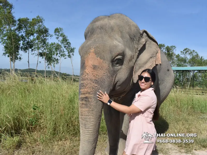 Заповедник слонов Elephant Jungle Sanctuary Pattaya - фото 142