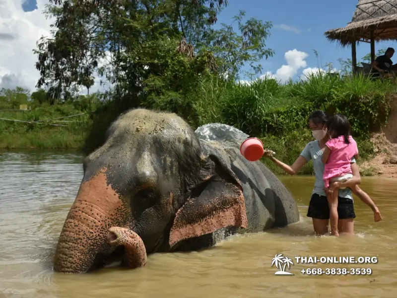 Заповедник слонов Elephant Jungle Sanctuary Pattaya - фото 386