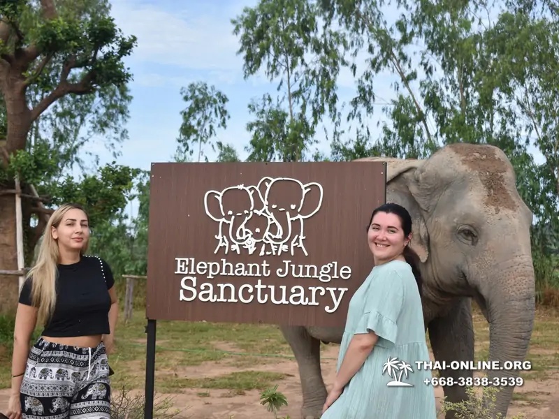 Заповедник слонов Elephant Jungle Sanctuary Pattaya - фото 236
