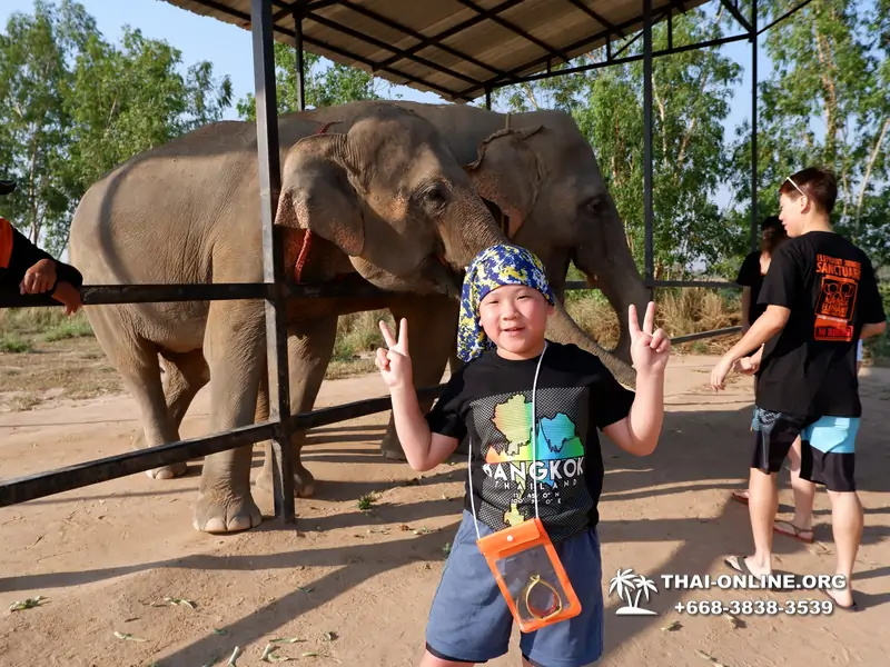Заповедник слонов Elephant Jungle Sanctuary Pattaya - фото 156