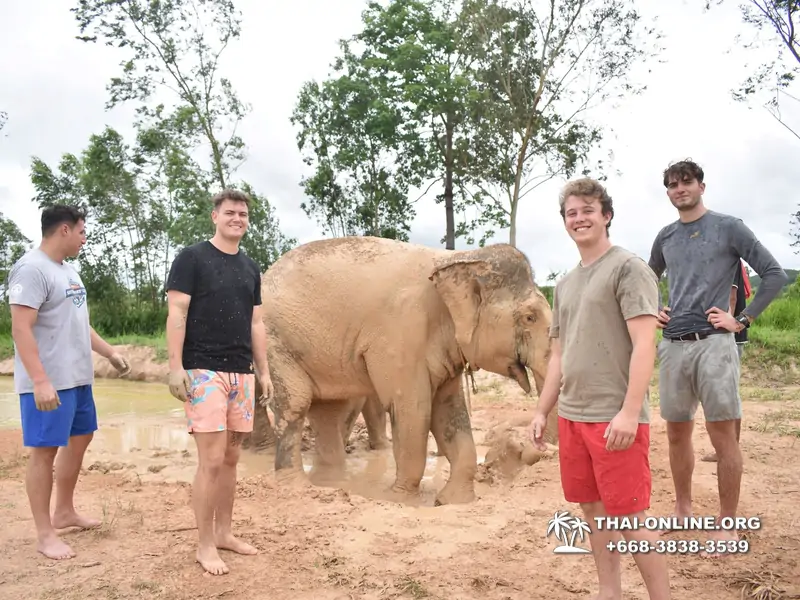 Заповедник слонов Elephant Jungle Sanctuary Pattaya - фото 174