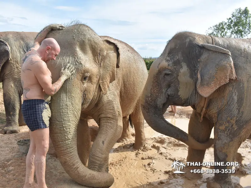 Заповедник слонов Elephant Jungle Sanctuary Pattaya - фото 336