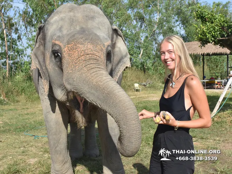 Заповедник слонов Elephant Jungle Sanctuary Pattaya - фото 35