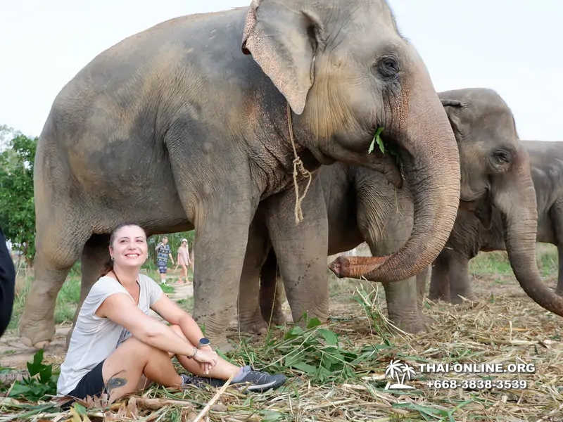 Заповедник слонов Elephant Jungle Sanctuary Pattaya - фото 240