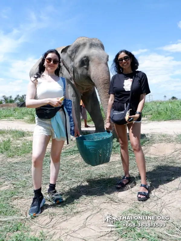Заповедник слонов Elephant Jungle Sanctuary Pattaya - фото 368