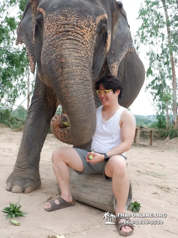 Заповедник слонов Elephant Jungle Sanctuary Pattaya - фото 426