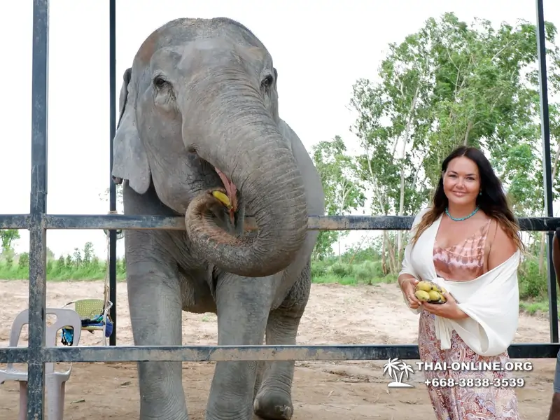 Заповедник слонов Elephant Jungle Sanctuary Pattaya - фото 424