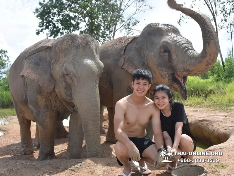 Заповедник слонов Elephant Jungle Sanctuary Pattaya - фото 352