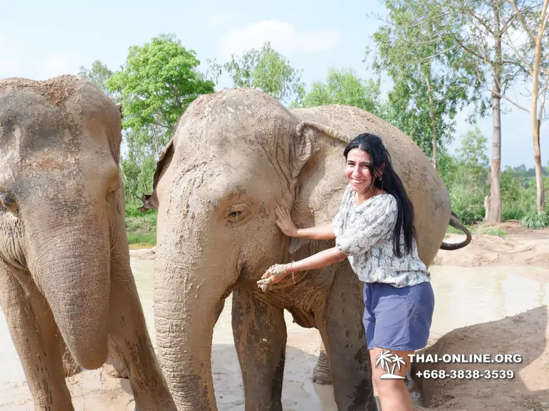 Заповедник слонов Elephant Jungle Sanctuary Pattaya - фото 245